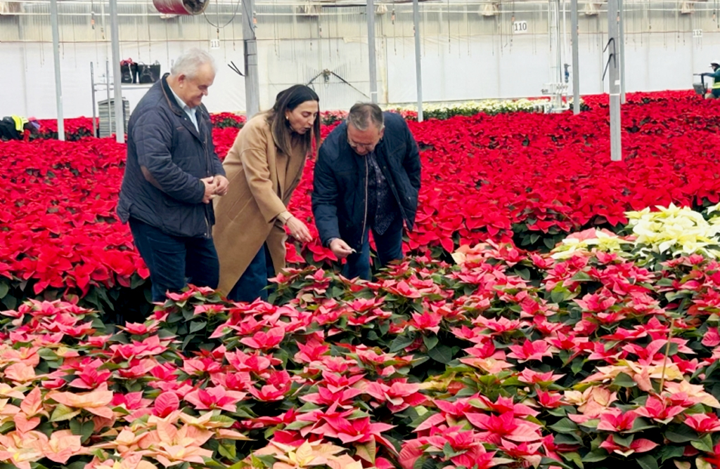 La Regi�n de Murcia se consolida como referente nacional en el cultivo y comercializaci�n de flor de Pascua